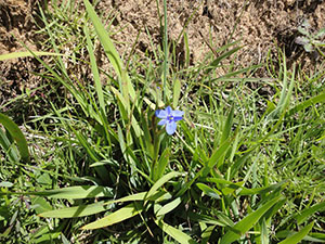 Pidurutalagala Mountain peak and vicinity
